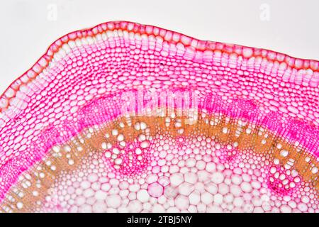 Eudicot jeune tige de Tilia sp. Montrant cuticule, épiderme, collenchyma, cortex, parenchyme, peth, phloème et xylème. Microscope optique X100. Banque D'Images