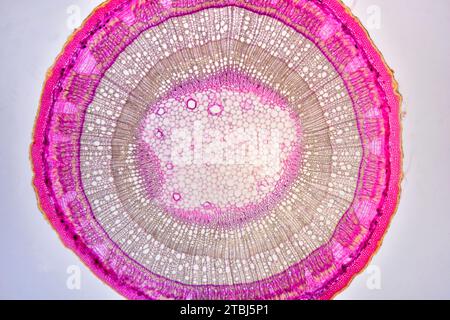 Tige d'Eudicot de Tilia sp. montrant des anneaux de croissance annuels (printemps et été), cuticule, épiderme, collenchyme, cortex, parenchyme, moelle, phloème et xylème Banque D'Images