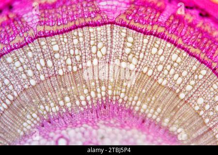 Tige Eudicot de Tilia sp. Montrant des anneaux de croissance annuels (printemps et été), du collenchyma, du parenchyme et du xylème. Microscope optique X100. Banque D'Images