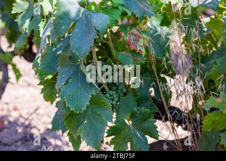 Vignobles du domaine Pastricciola, 20253 Patrimonio, France Banque D'Images