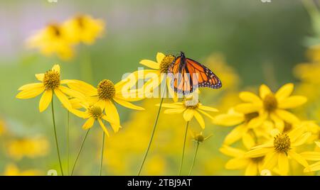 Papillon monarque nectaring sur de grands tickseed dans le nord du Wisconsin. Banque D'Images