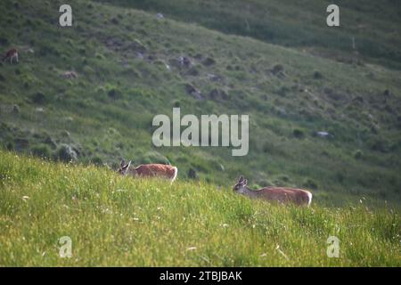 Cerfs Sika dans le parc national de Glendalough Banque D'Images