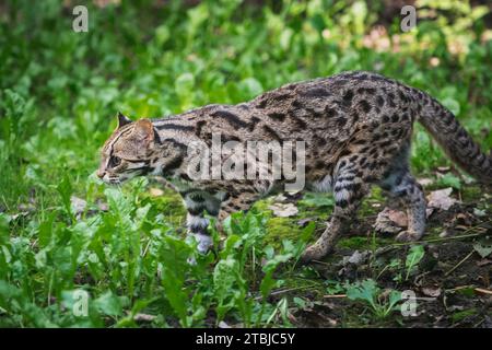 Oncilla Tiger-Cat marchant sur l'herbe Banque D'Images