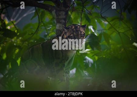 Léopard nuageux indien (Neofelis nebulosa) Banque D'Images