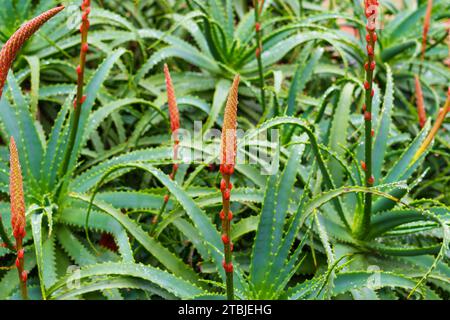 Floraison Aloe vera plante succulente avec boutons floraux rouges en gros plan Banque D'Images