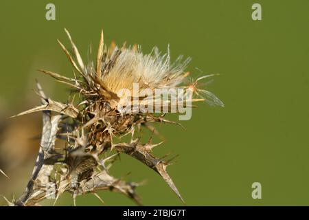 Détail de la fleur séchée et des graines volantes d'une plante de chardon Banque D'Images