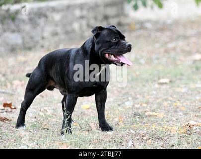 puppt staffordshire bull terrier libre dans la nature Banque D'Images