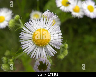 Une fleur blanche avec un centre jaune en forme de Marguerite sur un fond d'herbe verte Banque D'Images