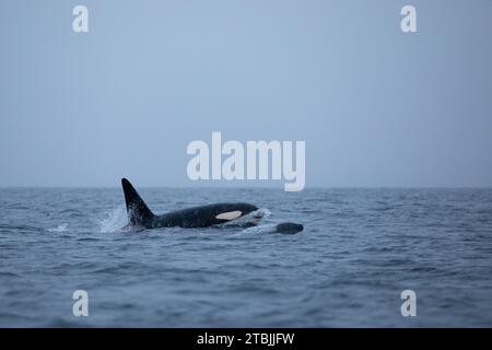Orca (épaulière) nageant dans les eaux froides à Tromso, Norvège. Banque D'Images
