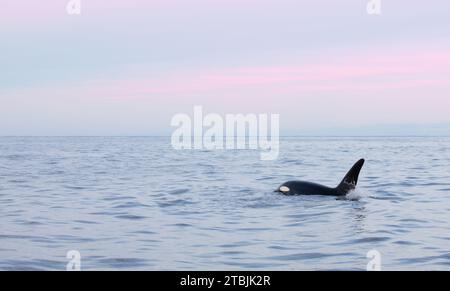 Orca (épaulière) nageant dans les eaux froides à Tromso, Norvège. Banque D'Images