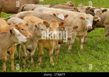 Troupeau de bovins (Bos Taurus) debout dans une ligne, Wiltshire, Royaume-Uni, mai. Banque D'Images