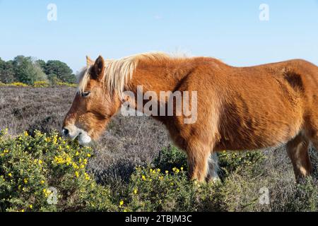 Poney de New Forest (Equus caballus) broussant le gorse européen (Ulex europaeus) brousse et fleurs, New Forest, Hampshire, Royaume-Uni, avril. Banque D'Images