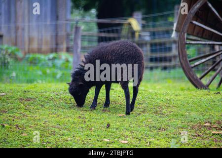 Animaux sauvages dans un petit zoo ressemblant au Luxembourg. Banque D'Images