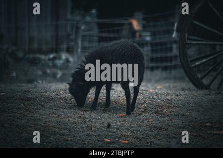 Animaux sauvages dans un petit zoo ressemblant au Luxembourg. Banque D'Images