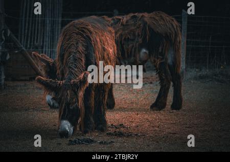 Animaux sauvages dans un petit zoo ressemblant au Luxembourg. Banque D'Images