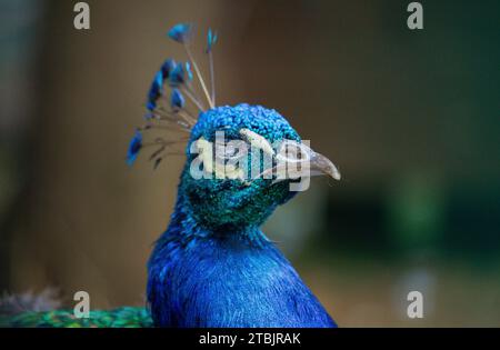 Animaux sauvages dans un petit zoo ressemblant au Luxembourg. Banque D'Images