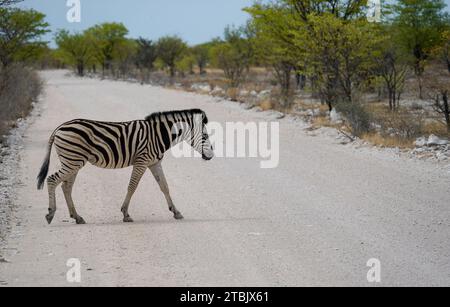 Zebra traversant la route dans le parc national d'Etosha, Namibie Banque D'Images
