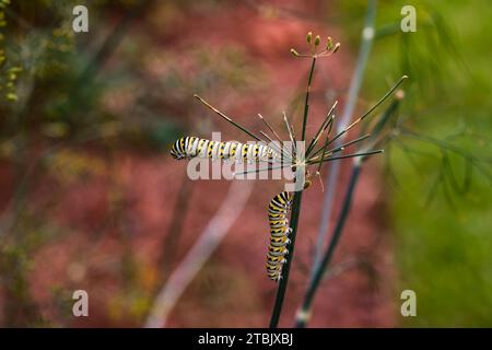 Deux chenilles monarques Danaus plexippus sur une plante à l'extérieur en été Banque D'Images