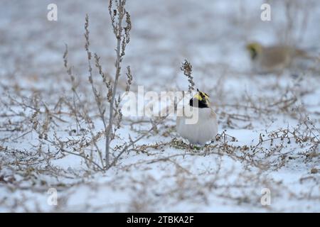 Lark corné (Eremophila alpestris) sur la neige, se nourrissant de graines de plantes. Banque D'Images