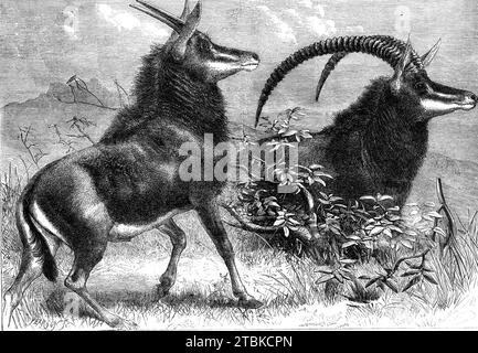 Antilope sable d'Afrique australe, récemment ajoutée aux jardins de la Zoological Society, Regent's Park, 1861. « Cet animal, qui est très rare, est censé avoir sa maison dans les montagnes situées au nord et à l'est de l'Afrique australe, et le présent est le seul exemple vivant qui ait jamais été vu vivant en Europe. L'existence de cette espèce d'antilope a été découverte pour la première fois par Sir Cornwallis Harris en 1836, qui, alors qu'il poursuivait un éléphant qu'il avait blessé, est tombé sur un petit troupeau... près de la chaîne de Cashan. Convaincu que les animaux avant lui étaient inconnus de la science, il dete Banque D'Images