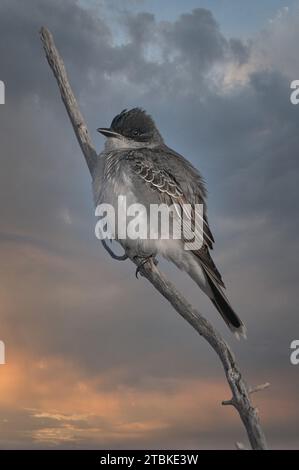 East Kingbird perché sur un arbre Banque D'Images