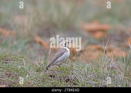Lark corné (Eremophila alpestris) dans les hautes terres, parmi les herbes. Banque D'Images