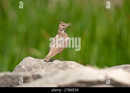 Crested Lark (Galerida cristata) chantant sur un rocher. Fond vert. Banque D'Images