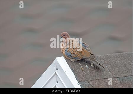 Colombe riante (Spilopelia senegalensis) sur le toit d'un bâtiment. Banque D'Images