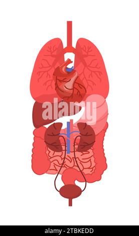 Concept de vecteur de structure anatomique corporelle Illustration de Vecteur