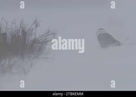Snowy Owl en hiver qui chasse Banque D'Images