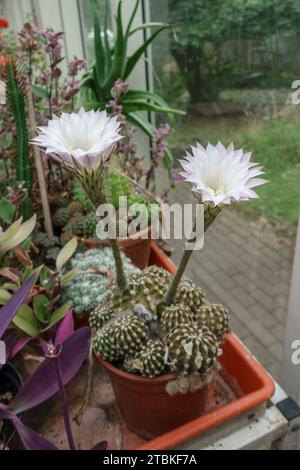 Une floraison Echinopsis oxygona, un cactus Eyries, un cactus de lys de Pâques ou un cactus d'oursin vin une serre britannique. Banque D'Images