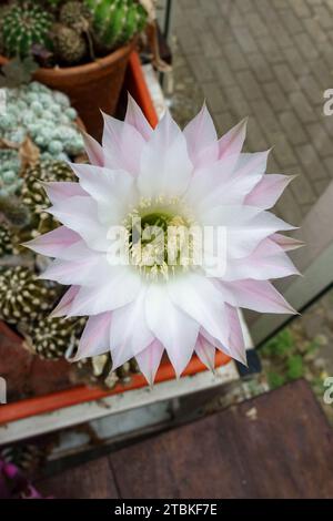 Une floraison Echinopsis oxygona, un cactus Eyries, un cactus de lys de Pâques ou un cactus d'oursin vin une serre britannique. Banque D'Images