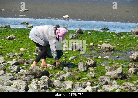 Femme en chapeau rose se penchant sur une plage rocheuse collectant des algues ou du varech. Crescent Beach, B. C., Canada. Banque D'Images