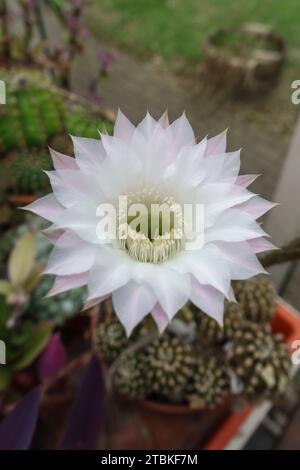 Une floraison Echinopsis oxygona, un cactus Eyries, un cactus de lys de Pâques ou un cactus d'oursin vin une serre britannique. Banque D'Images