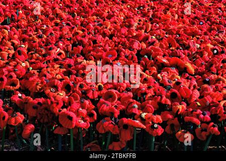 Perth : masse de coquelicots rouges colorés au State War Memorial pour le jour du souvenir, Kings Park, Perth, Australie occidentale Banque D'Images