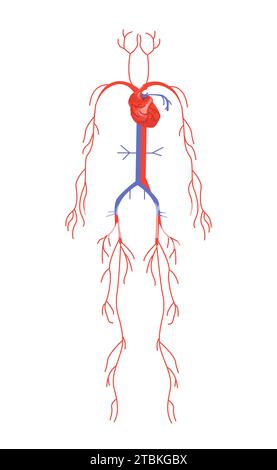 Concept de vecteur de structure anatomique corporelle Illustration de Vecteur