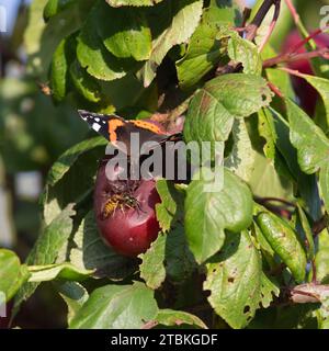 Un papillon amiral rouge (Vanessa Atalanta) et une guêpe allemande (Vespula Germanica) se nourrissant ensemble de fruits pourris dans un Plum Tree au soleil d'automne Banque D'Images
