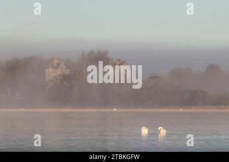 Deux cygnes muets (Cygnus Olor) nettoyant leurs plumes tôt un matin d'automne brumeux sur le Loch de Skene, avec les tours Gatehouse en arrière-plan Banque D'Images