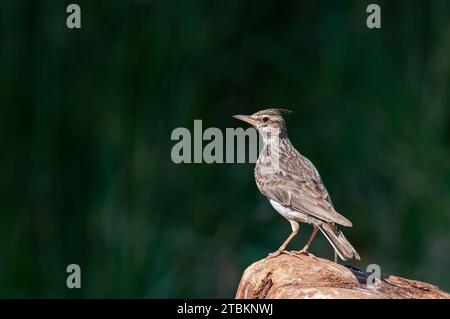 Lark à crête (Galerida cristata) sur un rocher. Vert, arrière-plan flou. Banque D'Images