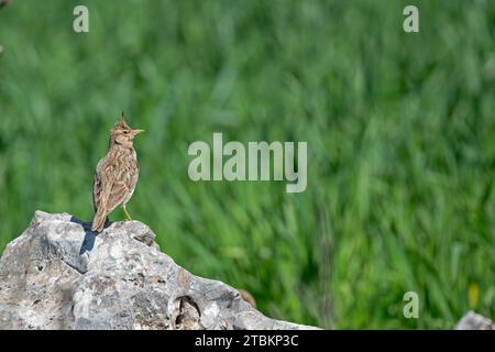 Lark à crête (Galerida cristata) sur un rocher. Vert, arrière-plan flou. Banque D'Images