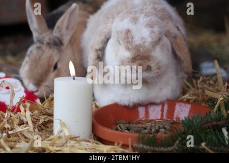 Noël, lapin (Cuniculus), lièvre, deux, lapin bélier, animal de compagnie, bougie, humeur, paille, nourriture, deux lapins sont assis devant le bol avec de la nourriture à Noël Banque D'Images