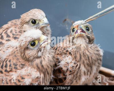 Trois jeunes cerveaux communs (Falco tinnunculus) sont tombés du nid, 3 oisillons aux plumes duveteuses, les poussins étant nourris par un humain avec une pince à épiler Banque D'Images