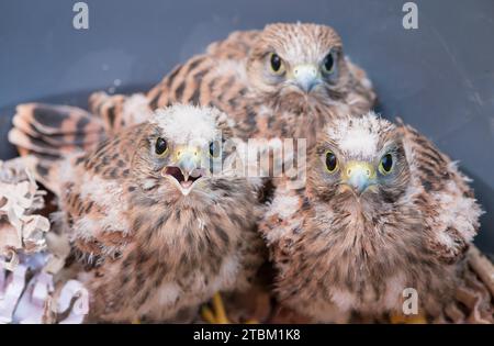 Trois jeunes cerfs communs (Falco tinnunculus) sont tombés hors du nid, 3 oisillons aux plumes duveteuses, un poussin au bec ouvert, regardant dans le nid Banque D'Images