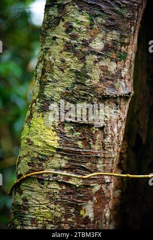 Structure, motif, dépôts, patine, art, nature, nature art sur arbre tropical, forêt tropicale, climat, Australie Banque D'Images