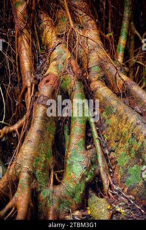 Structure, motif, dépôts, patine, art, nature, nature art sur arbre tropical, forêt tropicale, climat, Australie Banque D'Images