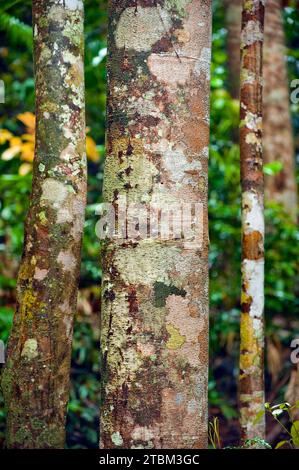 Structure, motif, dépôts, patine, art, nature, nature art sur arbre tropical, forêt tropicale, climat, Australie Banque D'Images