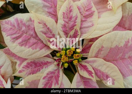 Beau poinsettia rose et blanc fleurissant en serre à temps pour la saison des vacances de Noël Banque D'Images