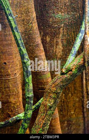 Structure, motif, dépôts, patine, art, nature, nature art sur arbre tropical, forêt tropicale, climat, Australie Banque D'Images