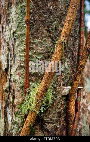 Structure, motif, dépôts, patine, art, nature, nature art sur arbre tropical, forêt tropicale, climat, Australie Banque D'Images