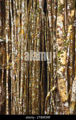 Structure, motif, dépôts, patine, art, nature, nature art sur arbre tropical, forêt tropicale, climat, Australie Banque D'Images